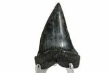 Fossil Broad-Toothed Mako Tooth - South Carolina #170444-2